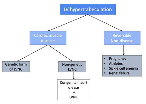 lv hypertrabeculation|symptoms of lv noncompaction.